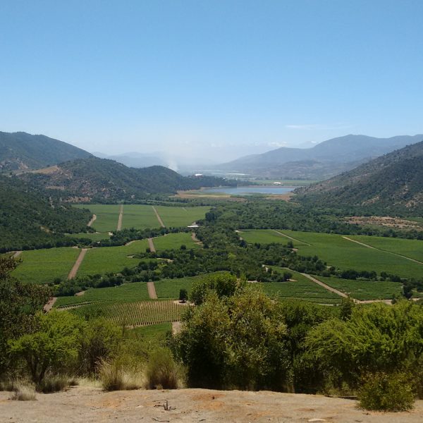 Diplomado Vino Chileno: Enoturismo, Sustentabilidad e Innovación