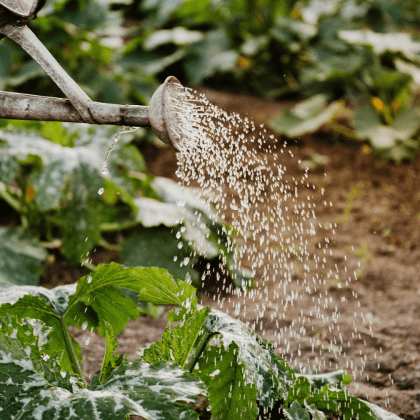 Implementación de Huertos para una Vida Saludable