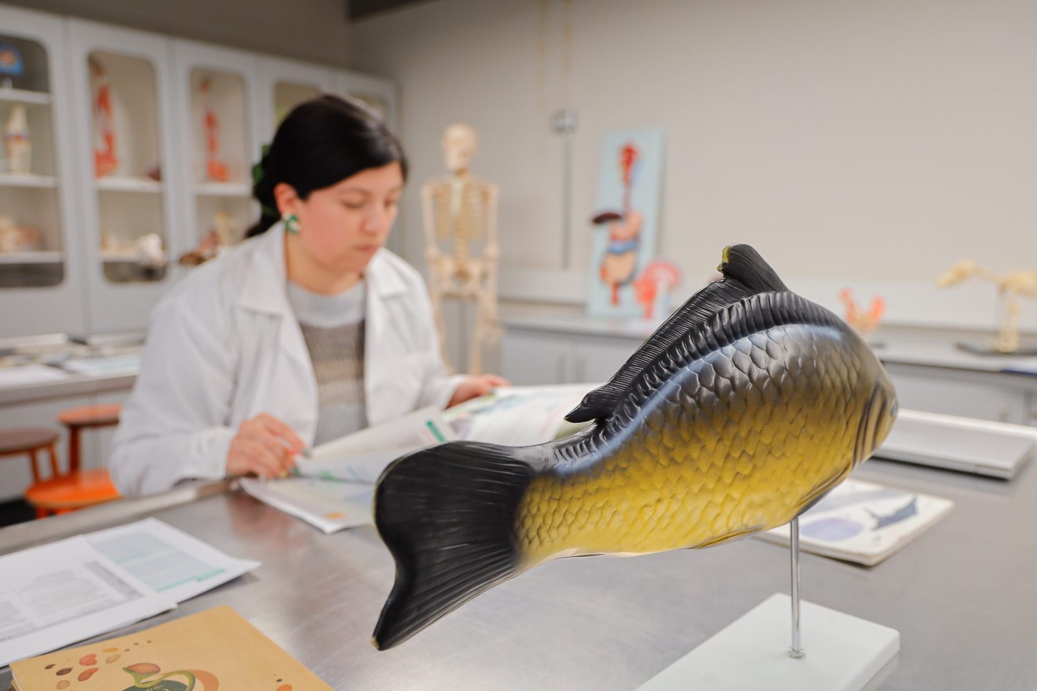 UOH refuerza compromiso con la calidad en el segundo proceso de acreditación de Pedagogía en Ciencias Naturales