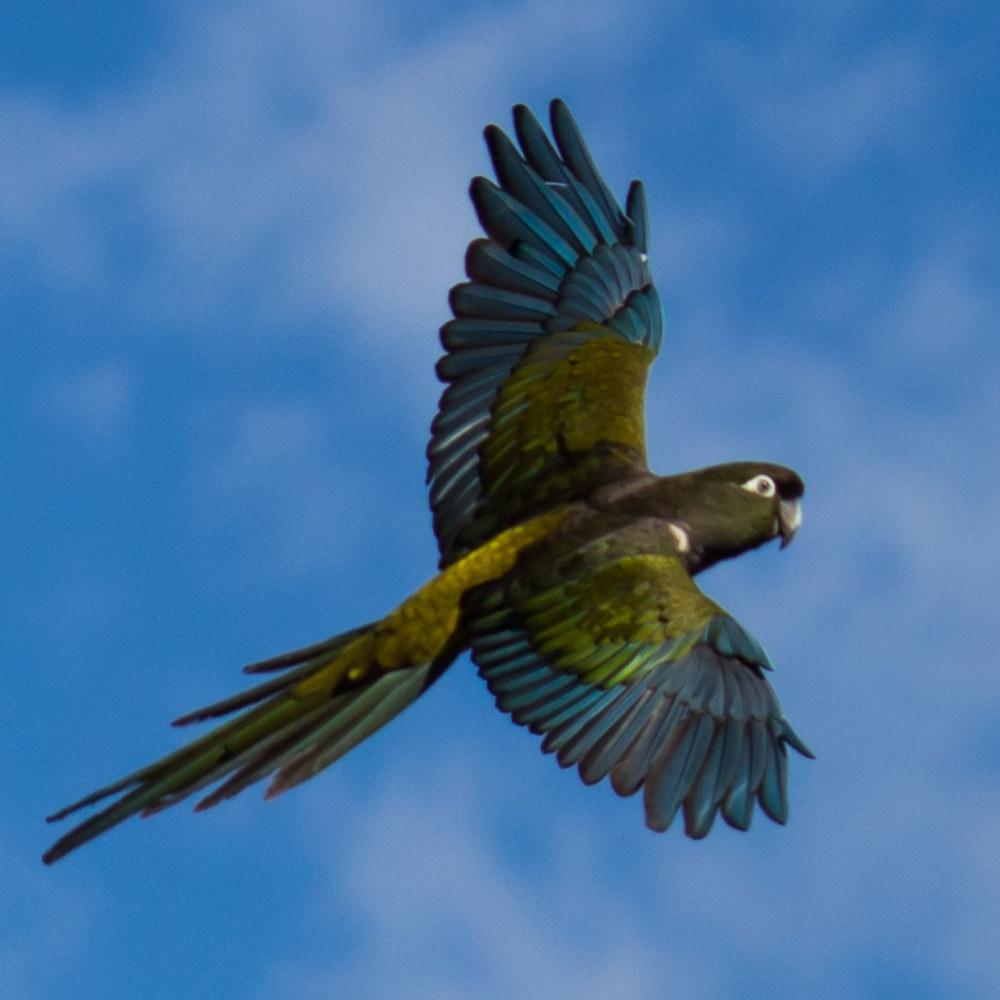 Barranquín gana como mascota UOH