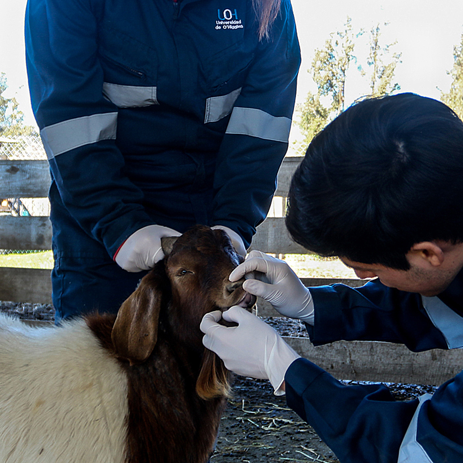 Medicina Veterinaria