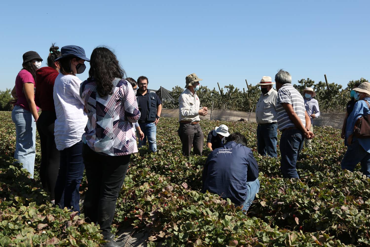 Pequeños agricultores de Las Cabras aprendieron en terreno a prevenir y manejar la plaga Drosophila suzukii