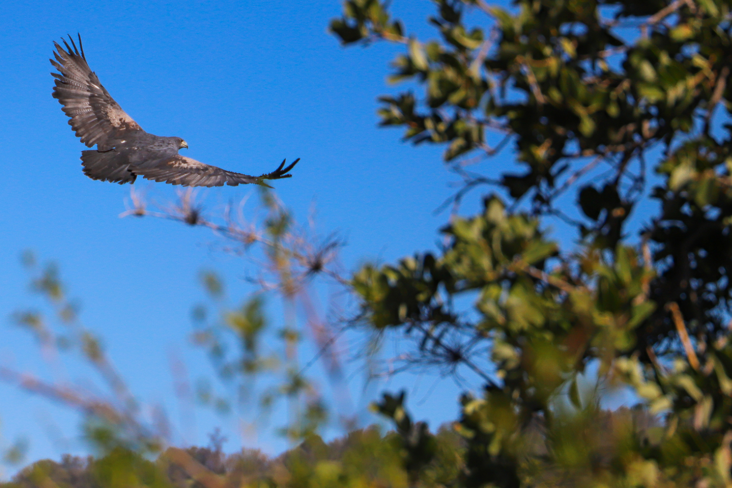 Águila retorna a su hábitat gracias a trabajo conjunto de la UOH con División El Teniente