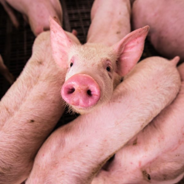 El bienestar de los cerdos en Las Américas convoca a expertos internacionales en la UOH
