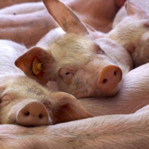 El bienestar de los cerdos en Las Américas convoca a expertos internacionales