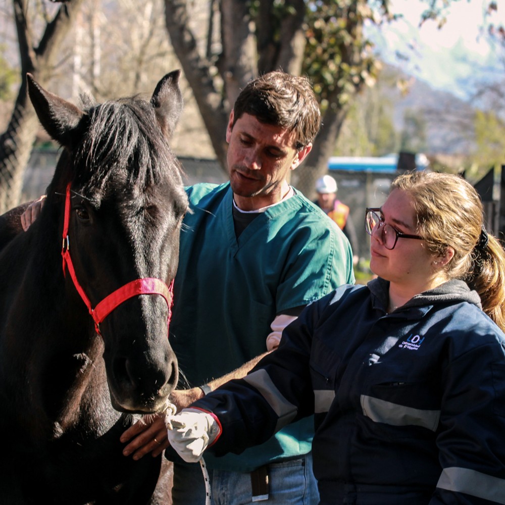 Medicina Veterinaria UOH: Enseñanza y compromiso en el bienestar animal