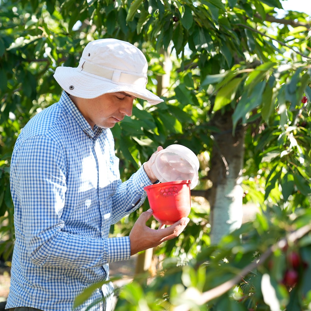 Universidad de O’Higgins y el SAG realizarán seminario sobre manejo de plagas en frutillas