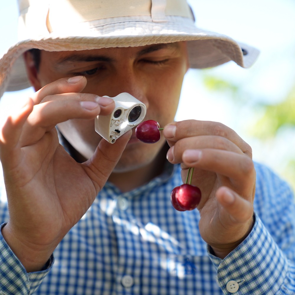 UOH monitorea temporada frutícola 22-23 por presencia de Drosophila suzukii