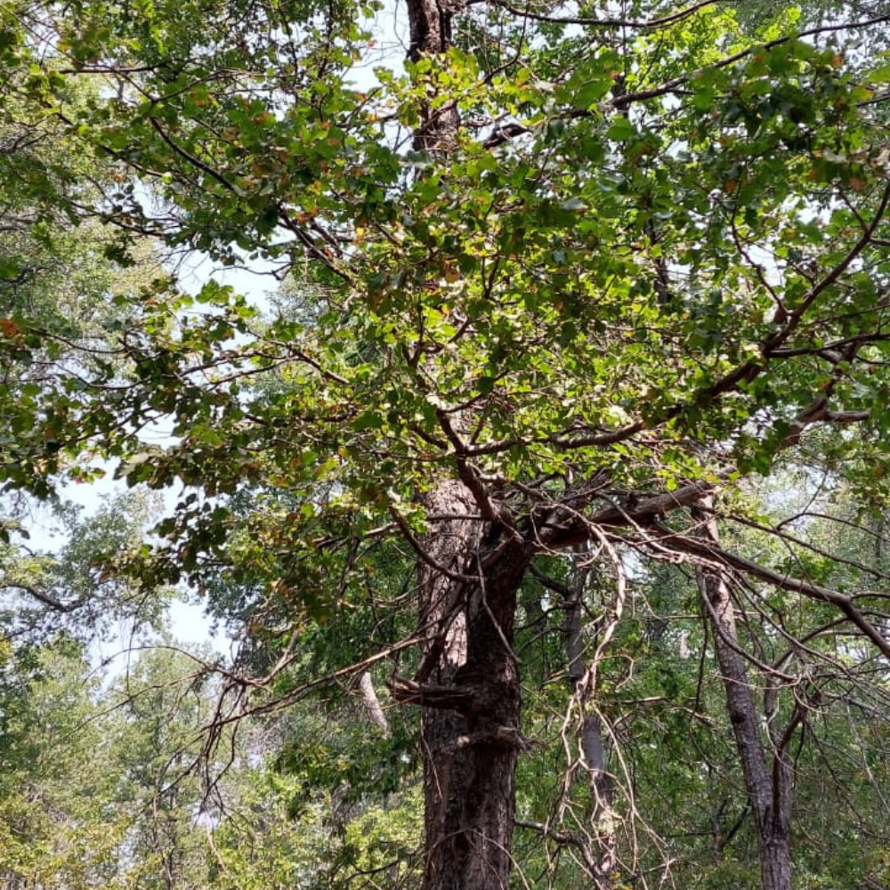 Los bosques de la Región de O’Higgins sufren con la acción del hombre