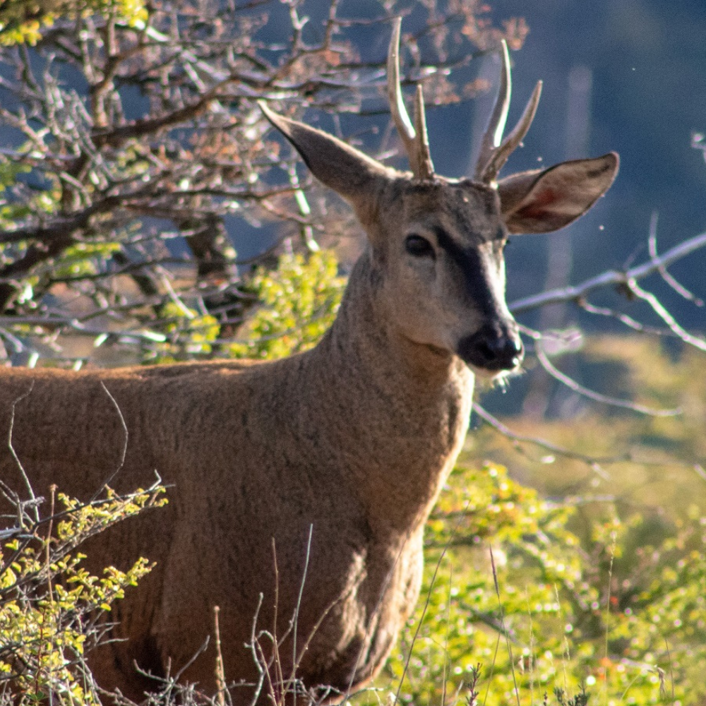 Desafíos de la conservación de Fauna Silvestre: una lucha por la supervivencia en Chile