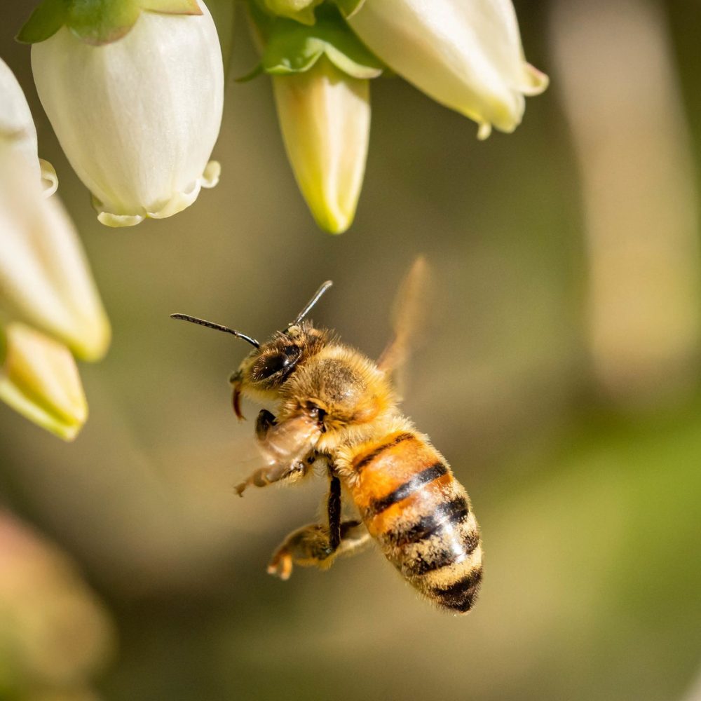 Alerta climática: amenazas para las abejas y la cadena alimentaria