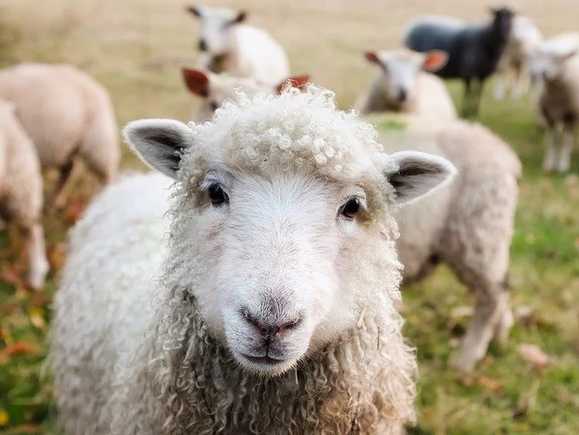 Ovinos podrían dar sostenibilidad a sistemas agrícolas