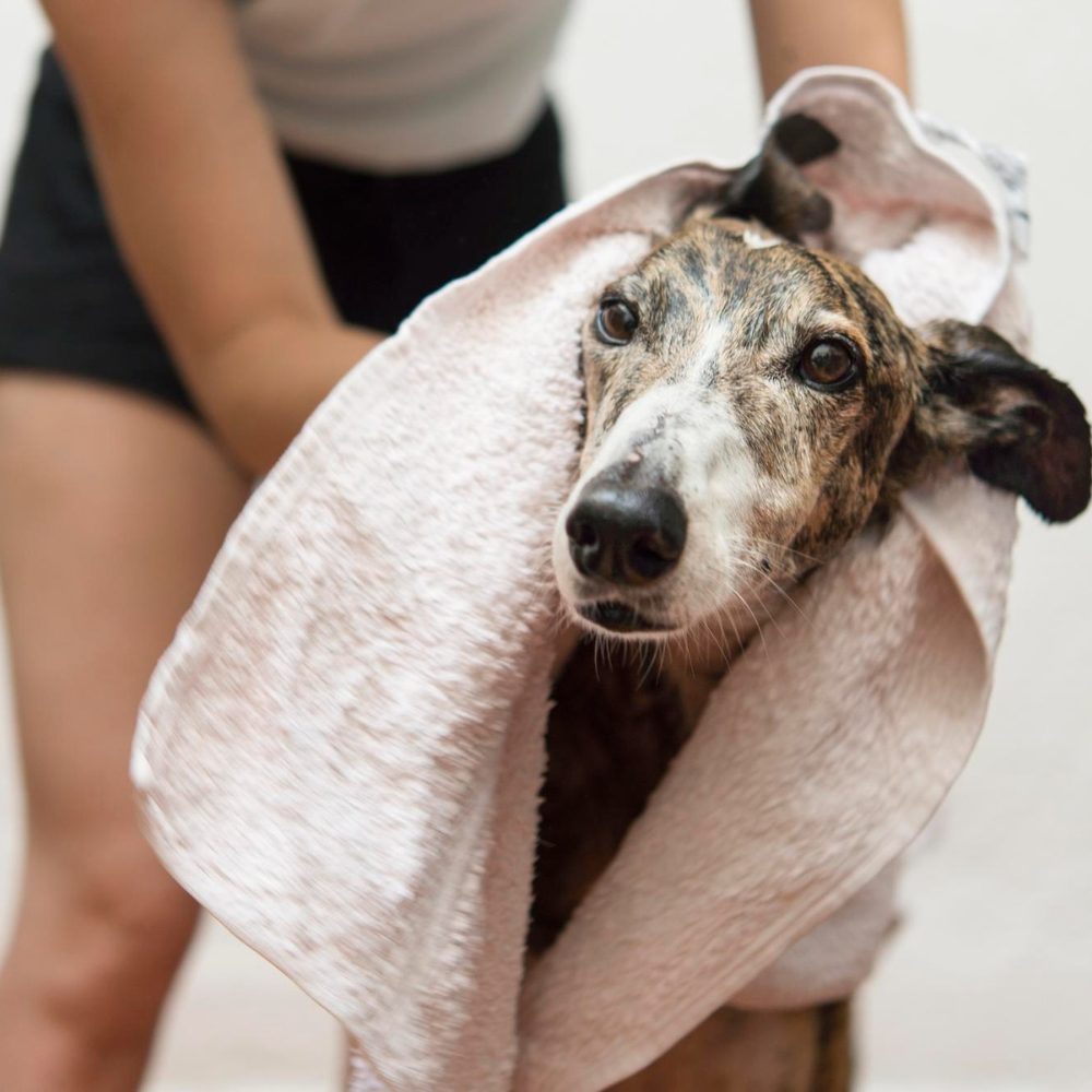 Temporada de pulgas y garrapatas: ¿qué cuidados debemos tener con nuestras mascotas?
