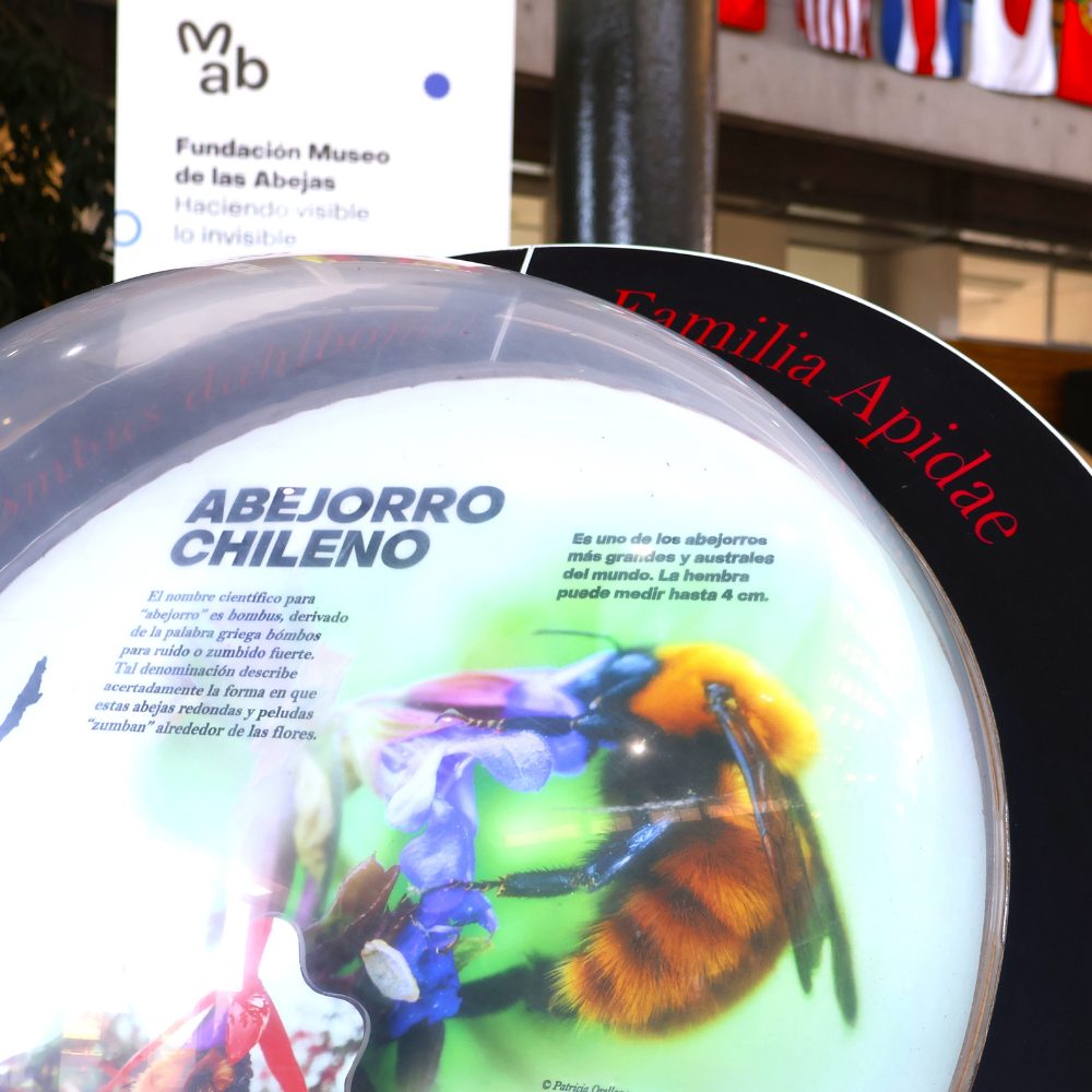 Exposición de abejas nativas llega hasta el Campus Colchagua de la UOH