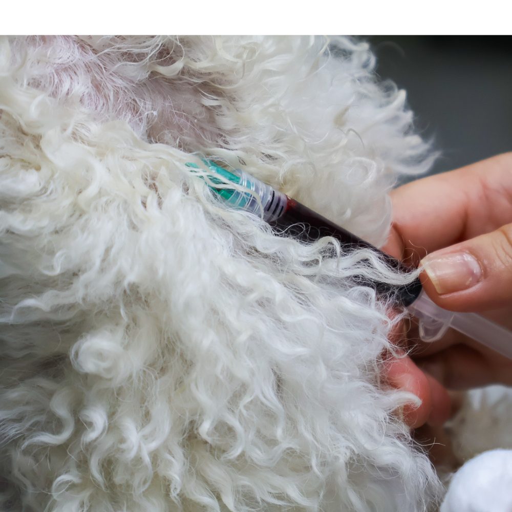 Reabre el Centro de Atención Veterinario Docente en el Campus Colchagua de la UOH