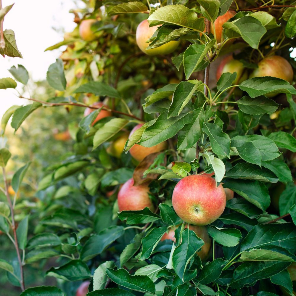 Brotaciones tempranas y estrés hídrico: doble desafío para el agro chileno en este invierno 2025