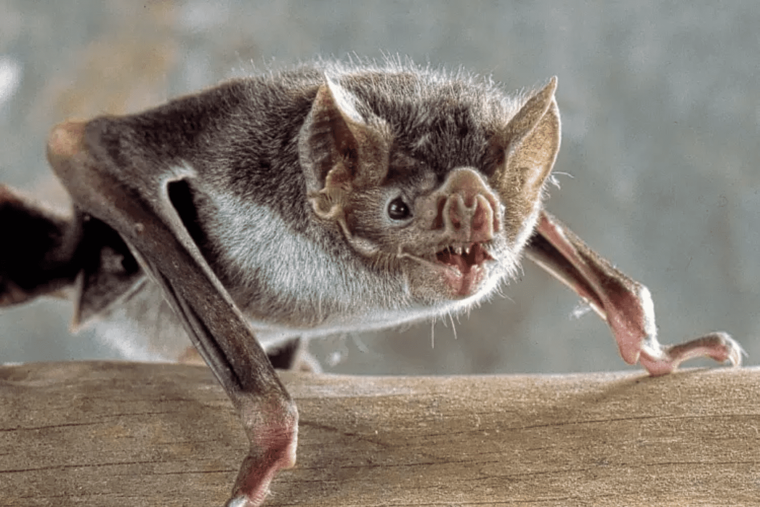 Académica UOH destaca la importancia del enfoque “One Health” para fortalecer la prevención de la rabia en O’Higgins