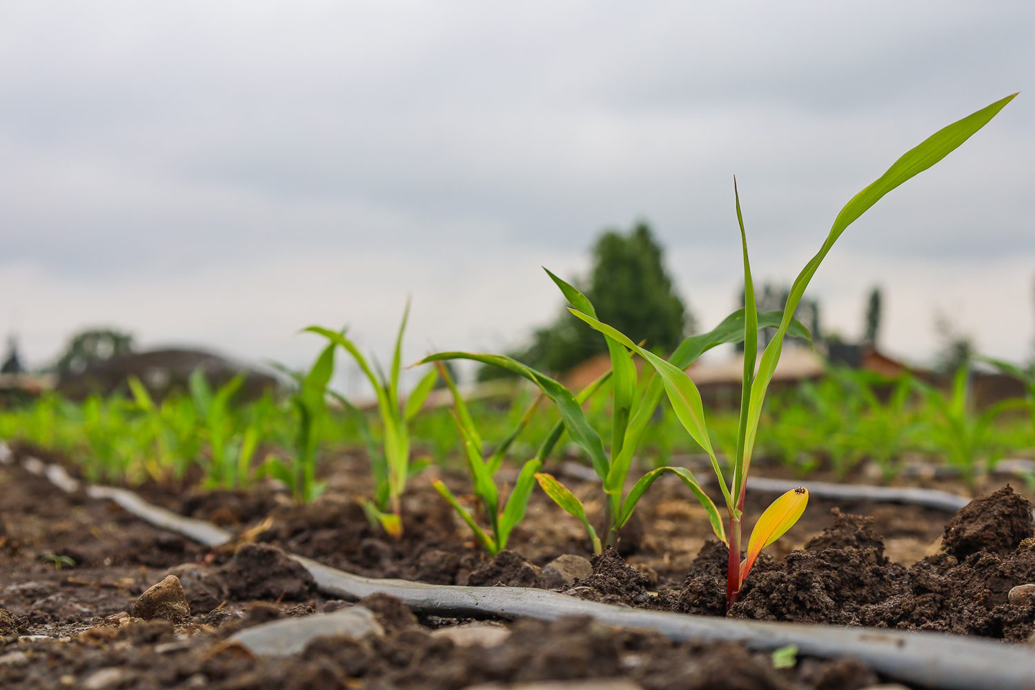 Chile prueba nuevas estrategias para reducir el uso de fertilizantes en maíz