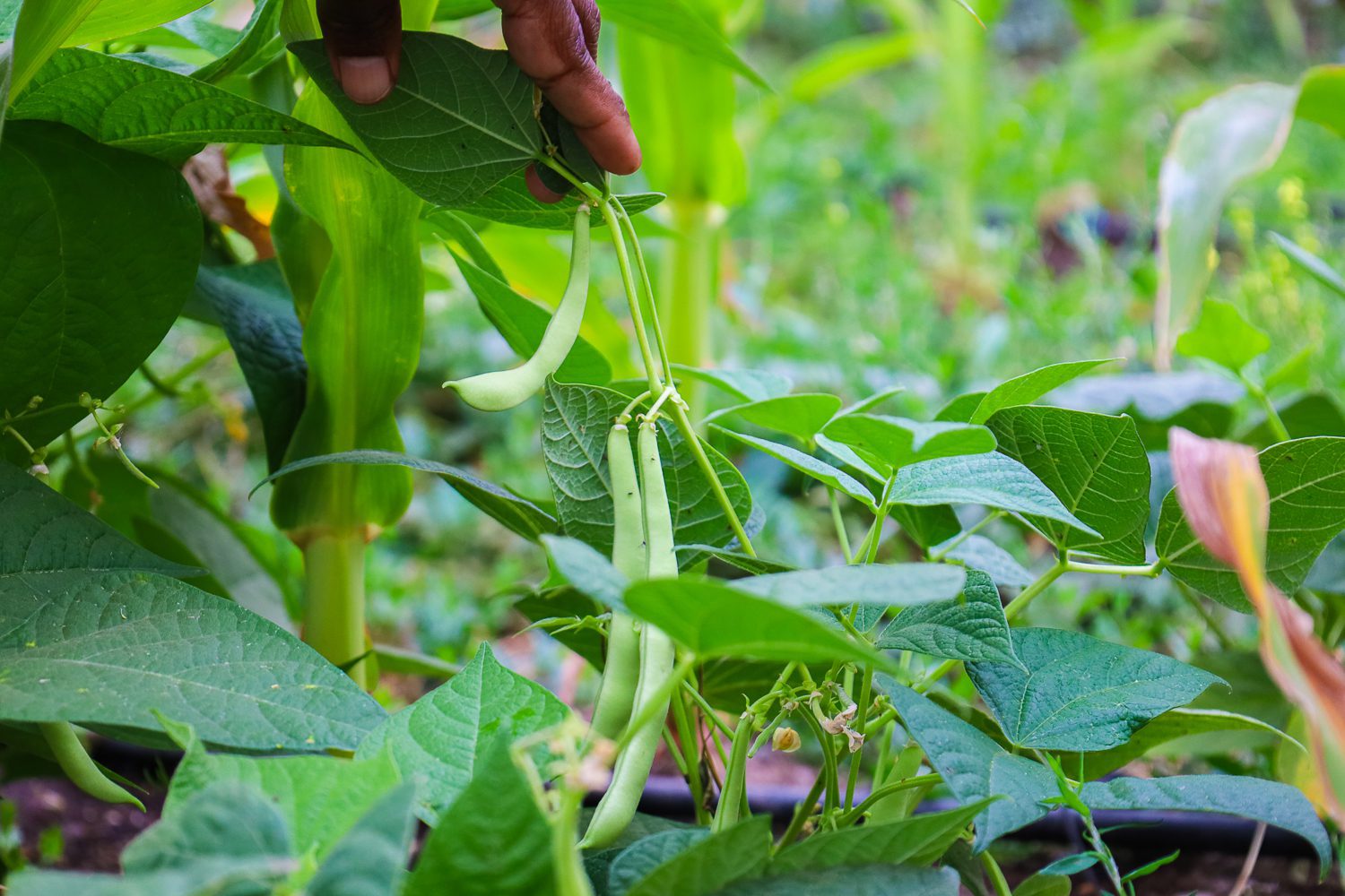 Académico UOH lidera estudios en maíz, poroto y lingue para mejorar rendimiento y calidad de semillas