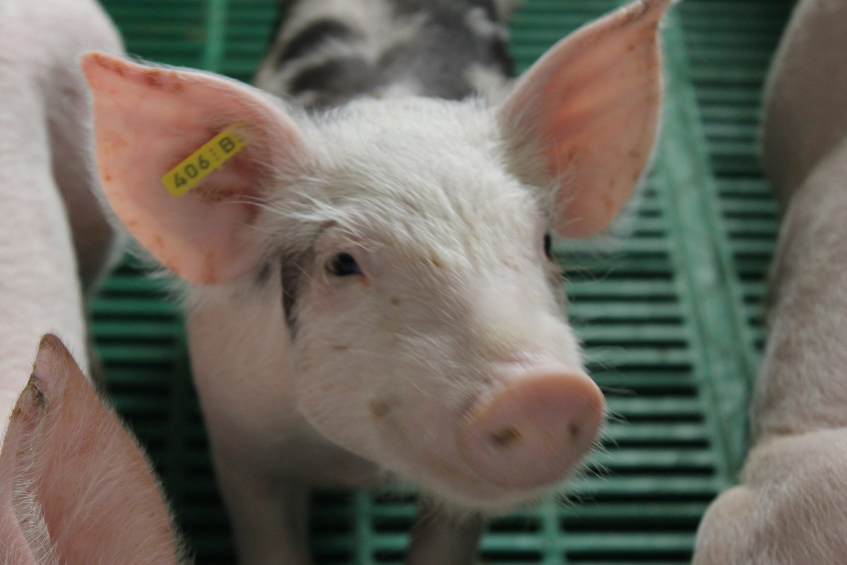 Académico UOH analiza riesgos e implicancias del brote de Peste Porcina Africana detectado en España