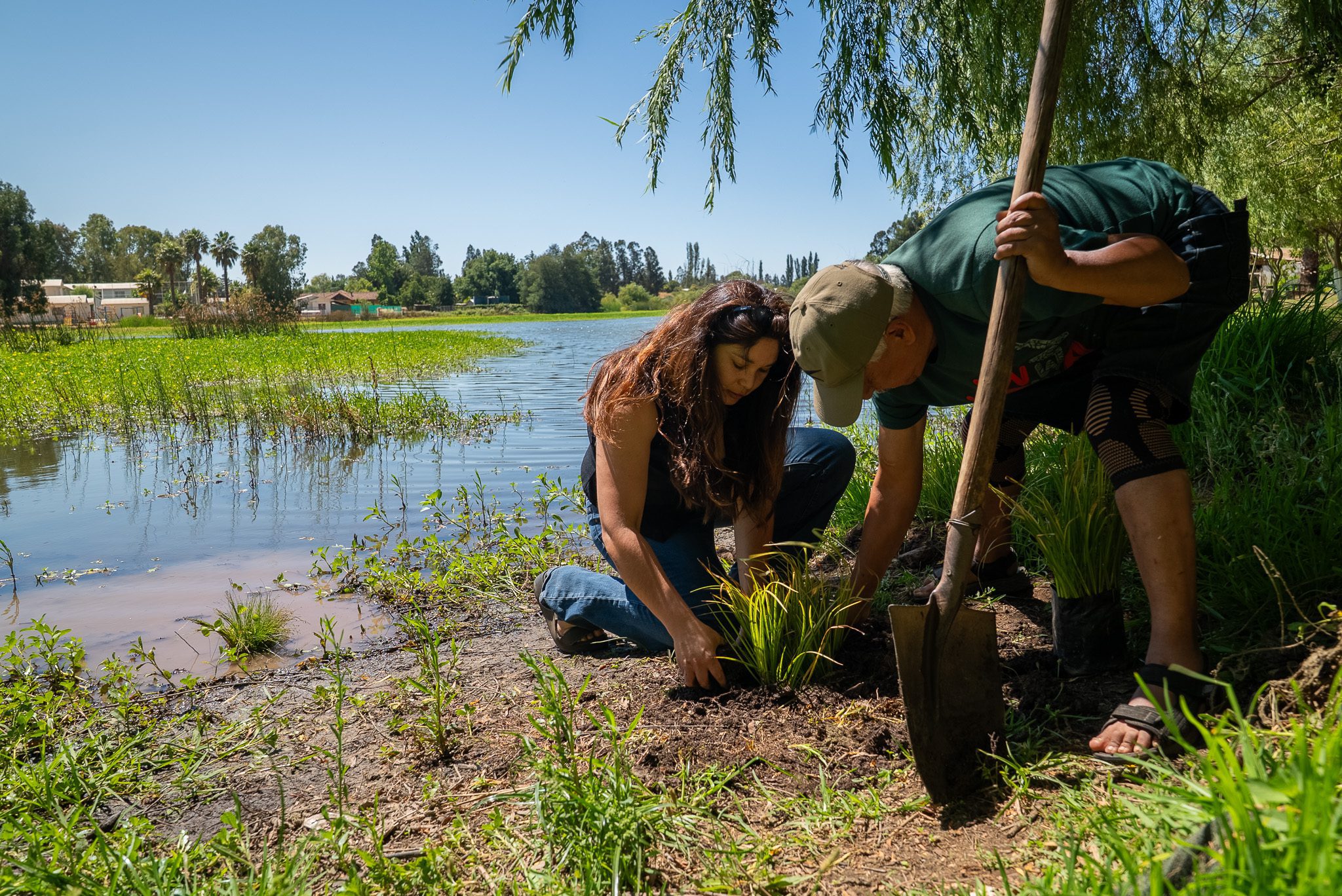 GORE O’Higgins, UOH y municipios ponen en marcha restauración ecológica de humedales con plantas nativas
