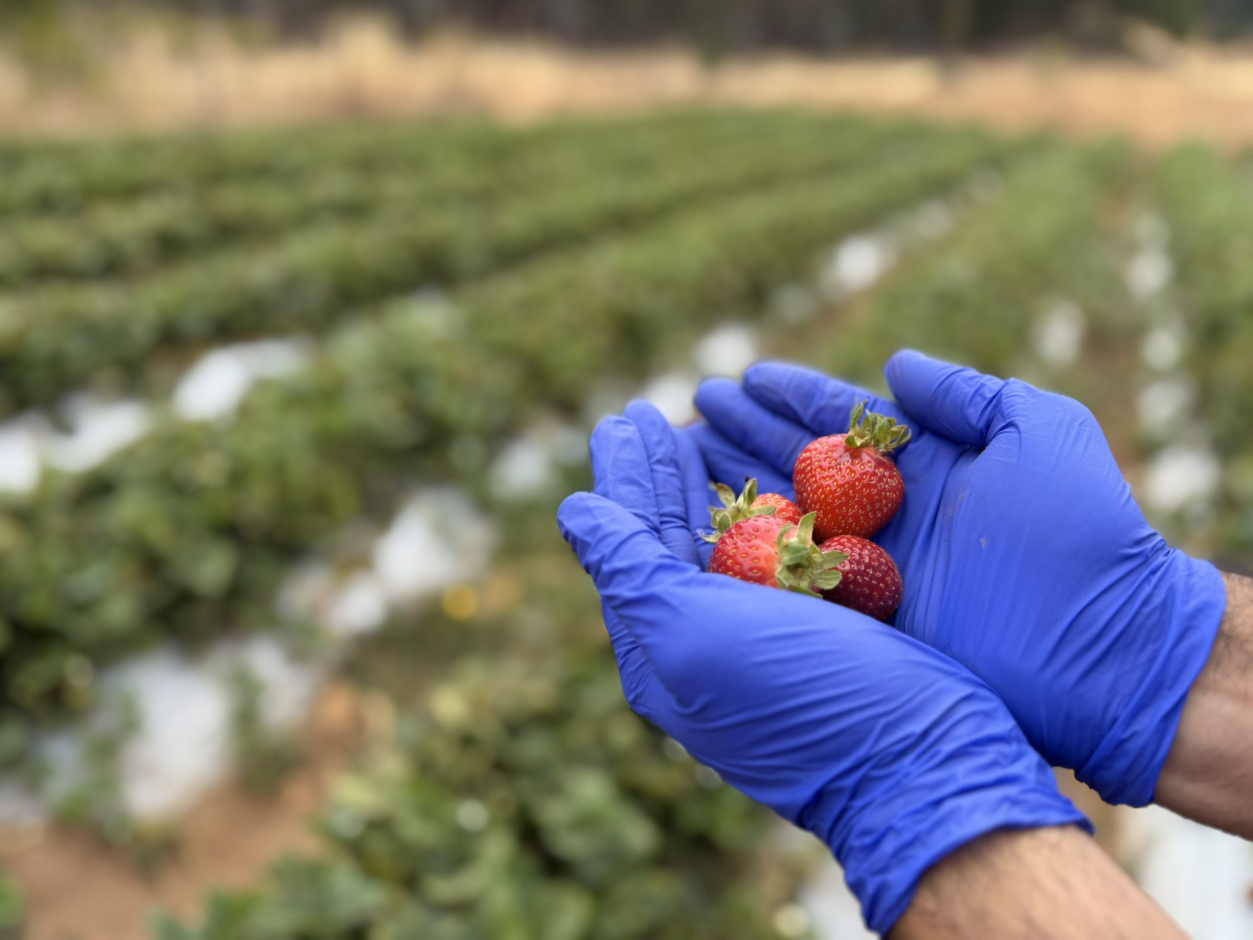 Plaga microscópica amenaza la frutilla y un nuevo sistema busca combatirla