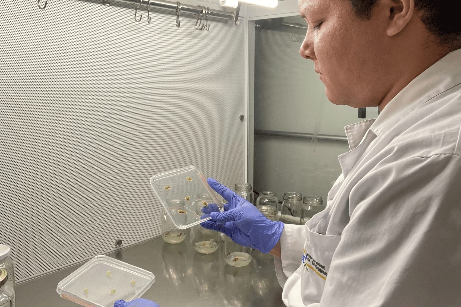 Investigador UOH apunta a desarrollar cultivos más resilientes frente al estrés biótico y abiótico