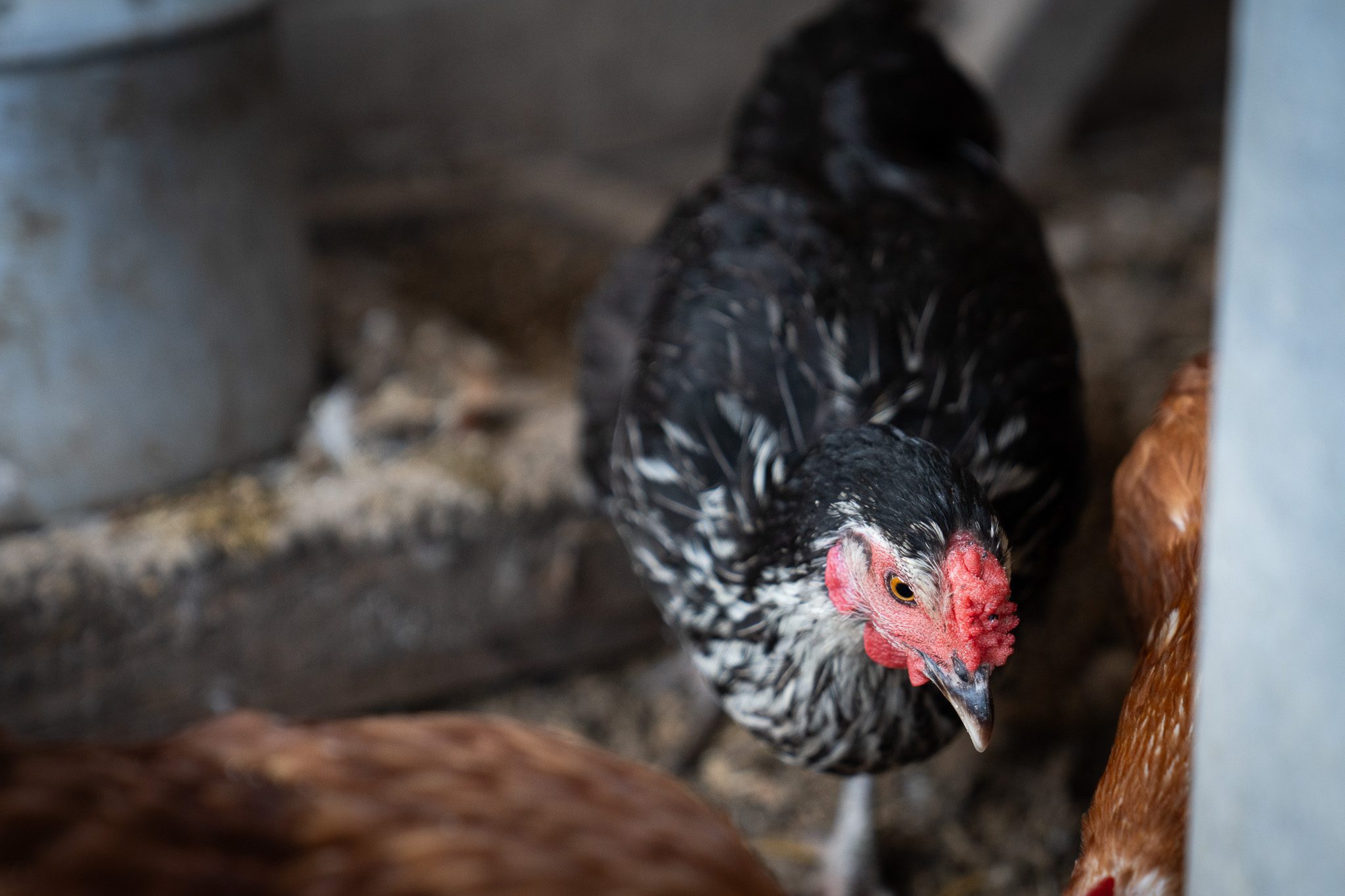 Investigadora UOH entrega recomendaciones a productores avícolas ante reaparición de la influenza aviar en Chile