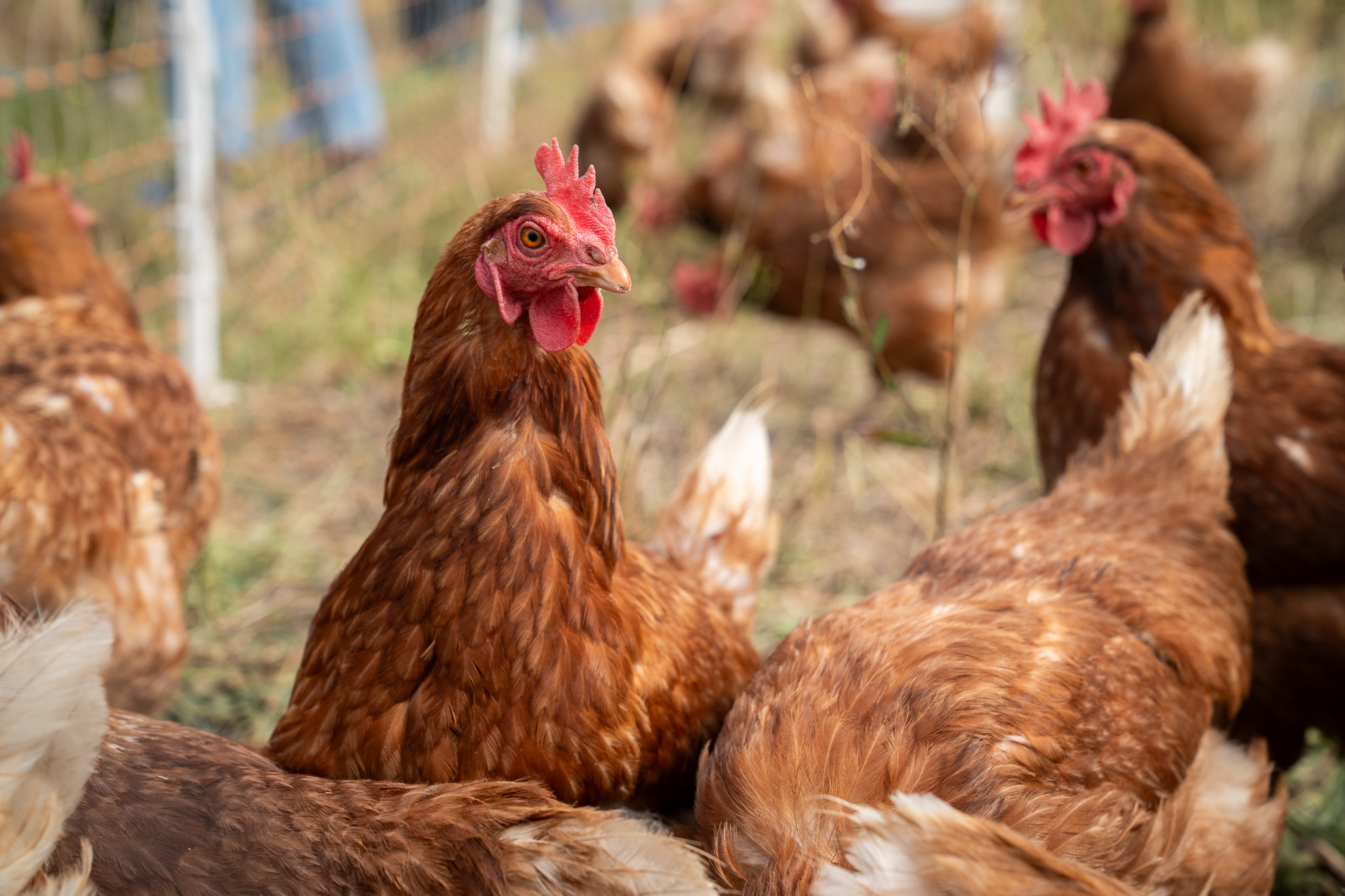 “Gallinas felices” y bienestar animal: el desafío de demostrar lo que promete una etiqueta