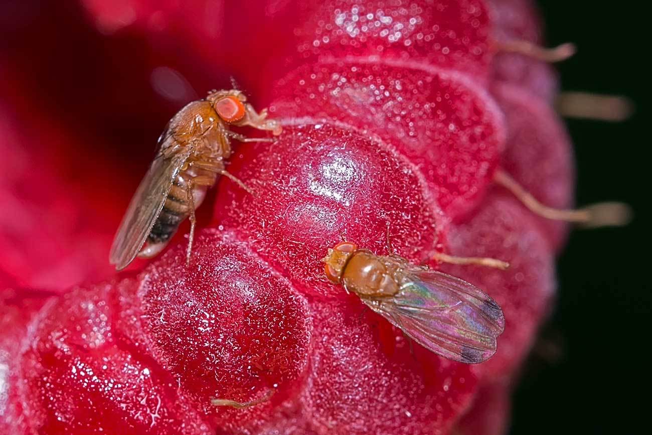 UOH busca desarrollar nuevo repelente microbiano contra plaga invasiva en berries y cerezos