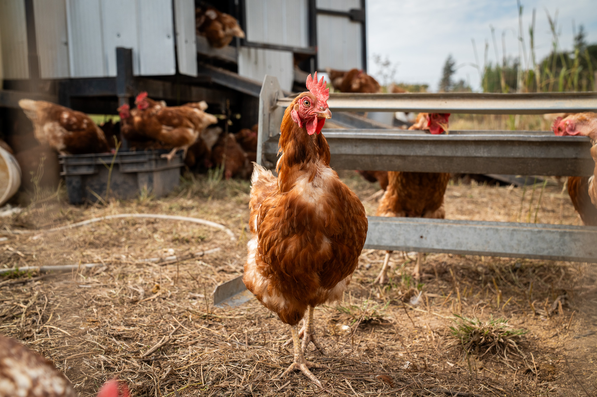 Investigadores de la UOH buscan medir el bienestar de las gallinas más allá del sistema de crianza