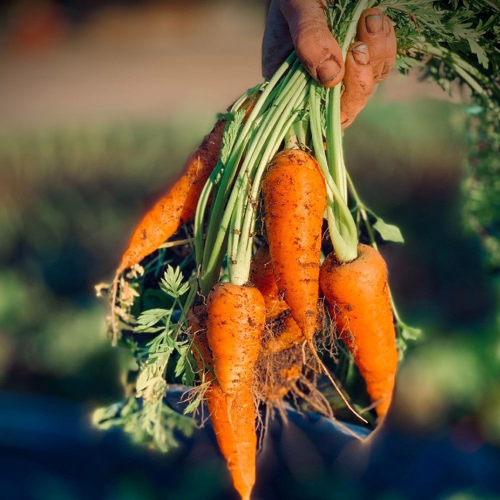 Universidad de O’Higgins ayudará a los agricultores a producir cultivos bajo condiciones extremas