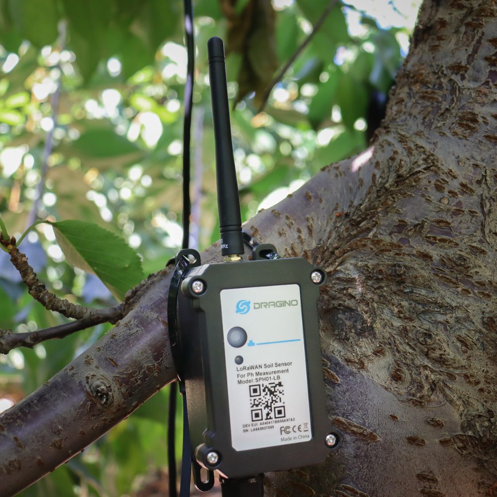 Lanzan proyecto que busca optimizar la producción de cerezos con inteligencia artificial