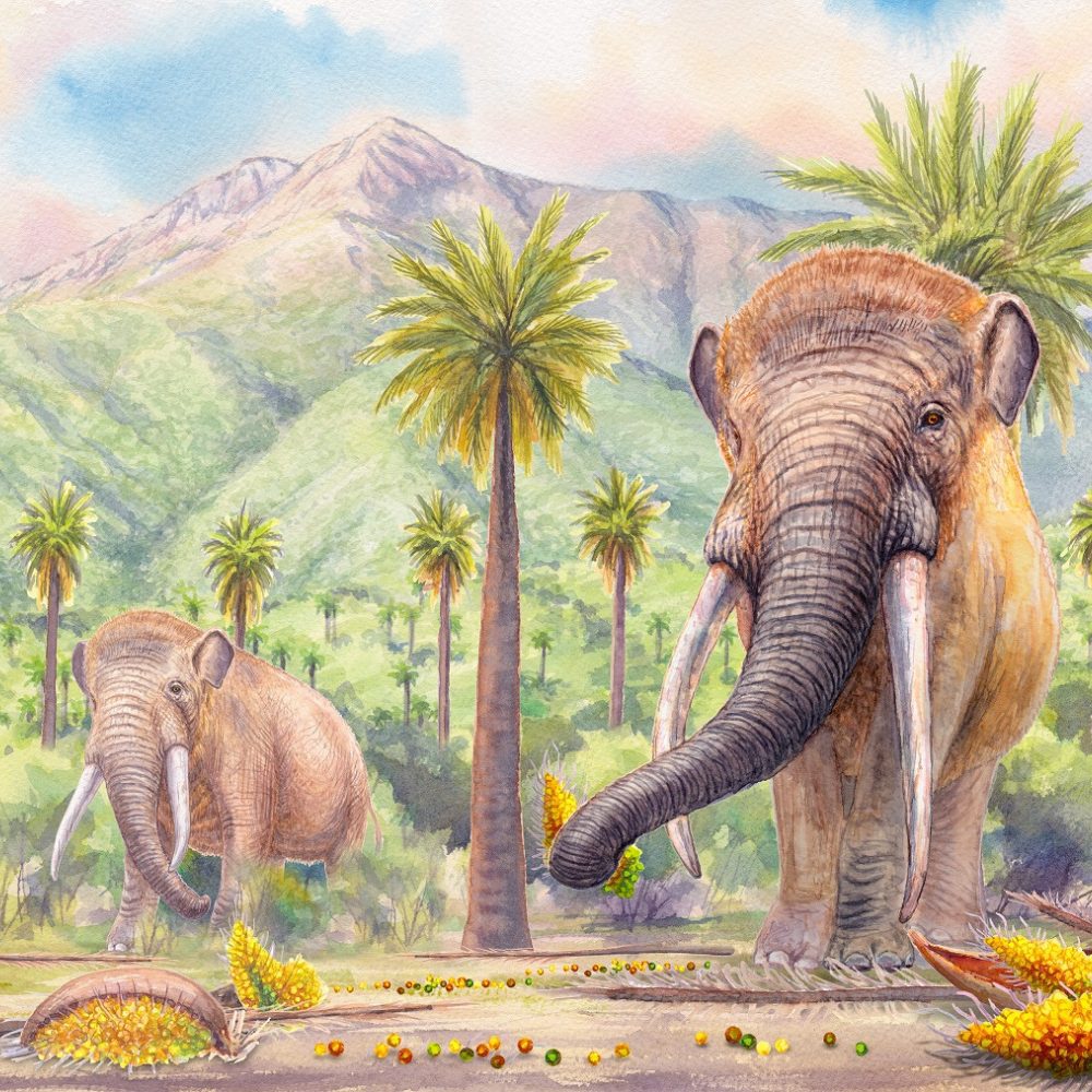 Los frutos perdidos de la Megafauna: científicos confirman teoría de hace 40 años