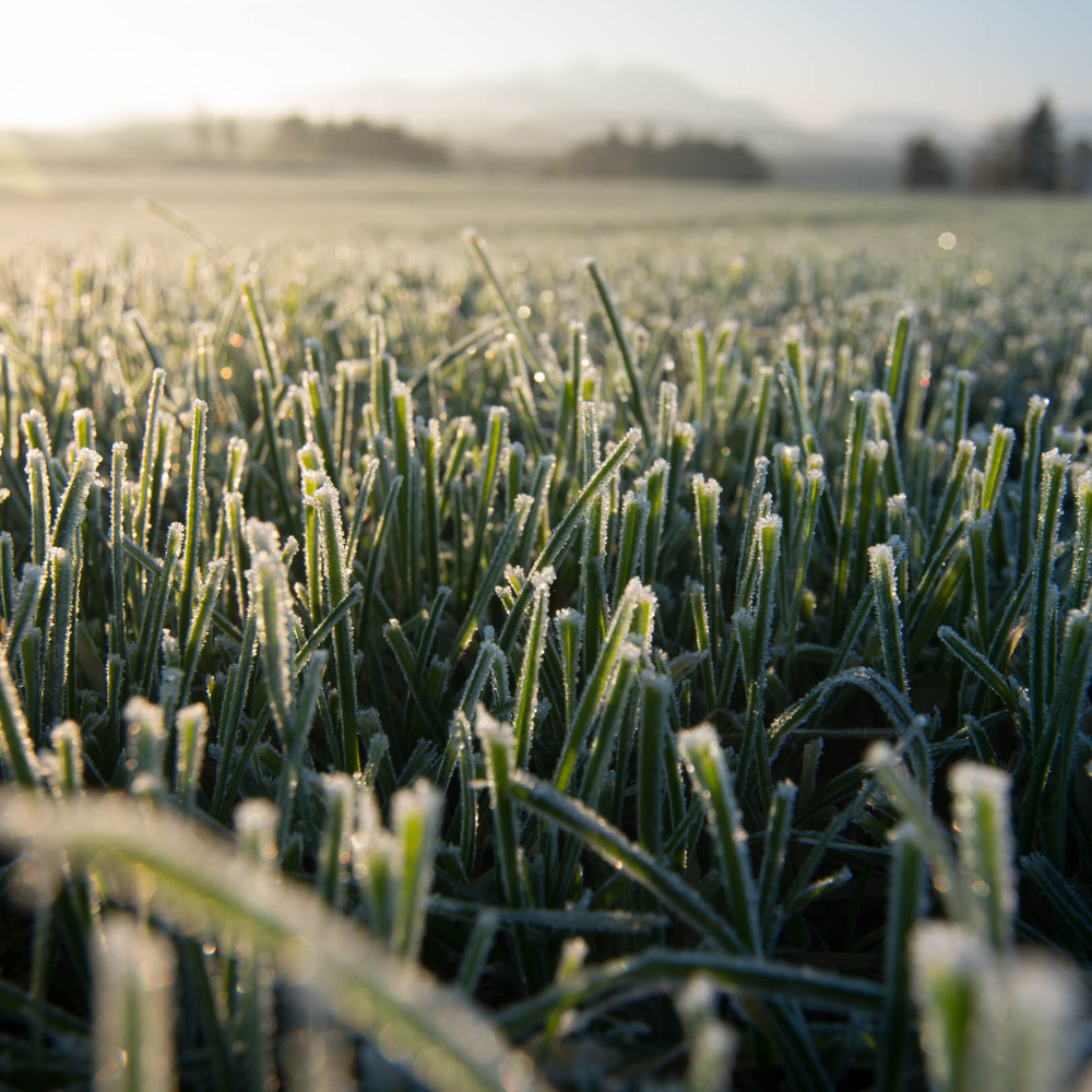 Fenómeno de El Niño: ¿traerá heladas para la agricultura de la zona central de Chile?