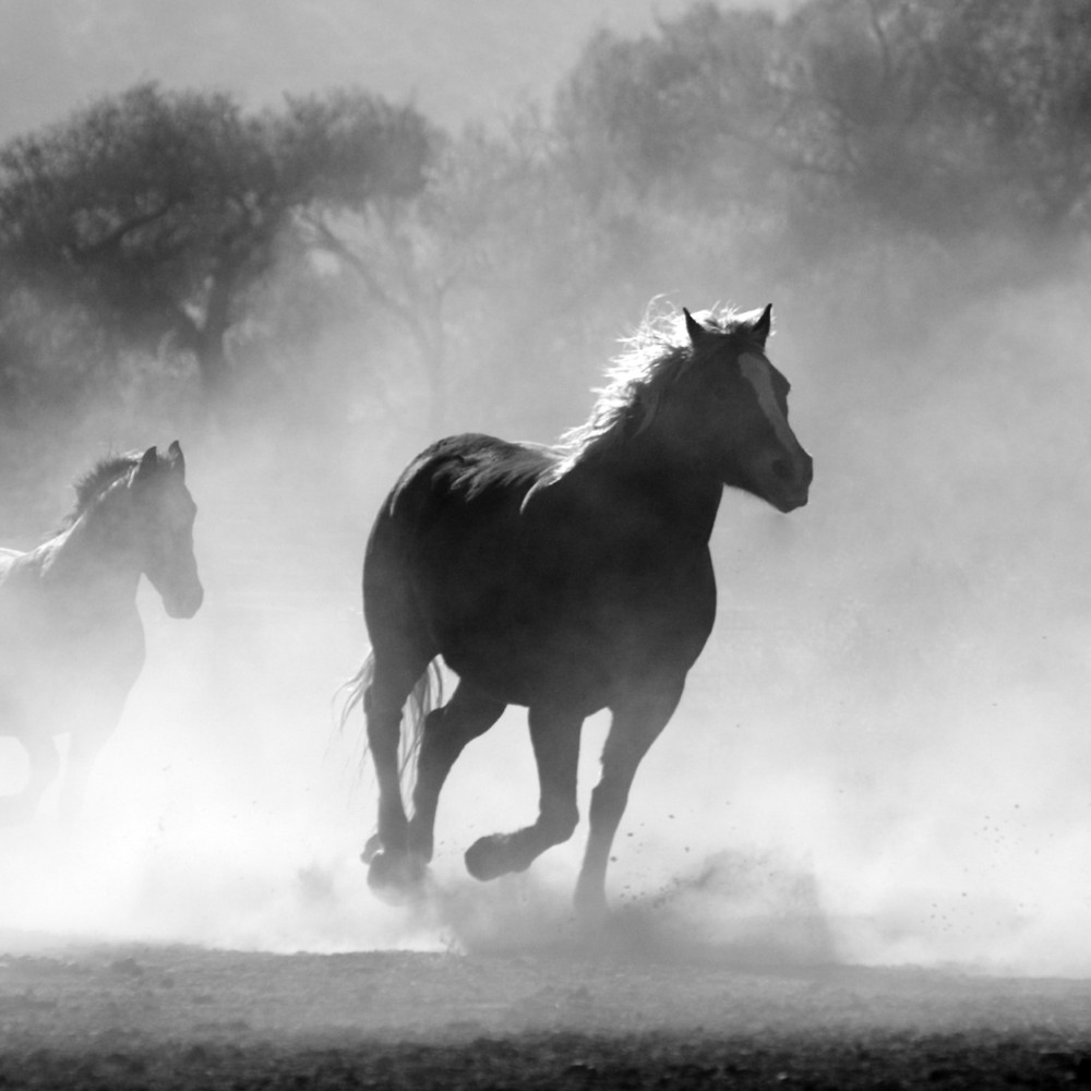 Investigadora UOH participa en estudio multidisciplinario internacional que clarifica la taxonomía e historia evolutiva de los caballos