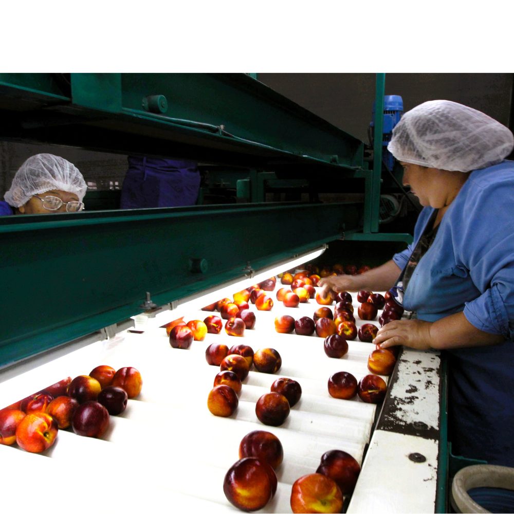 Mercado laboral de O’Higgins continúa en recuperación por cuarto trimestre consecutivo