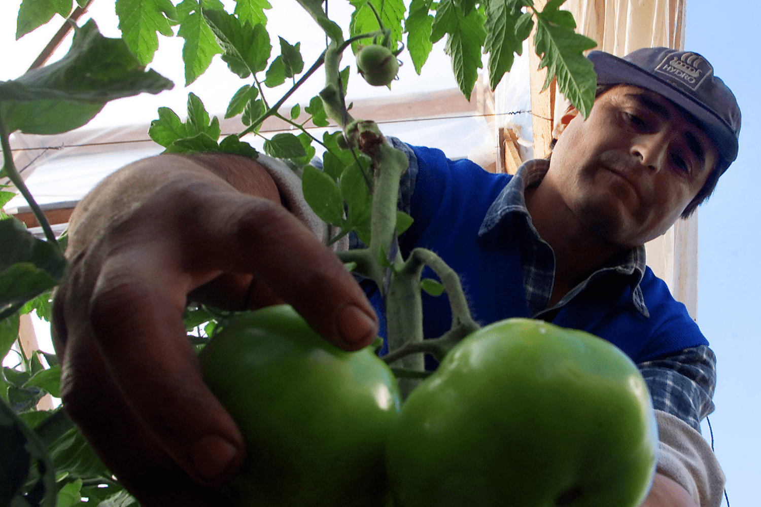 O’Higgins y la paradoja agrícola: sector clave en exportaciones, pero con déficit de trabajadores