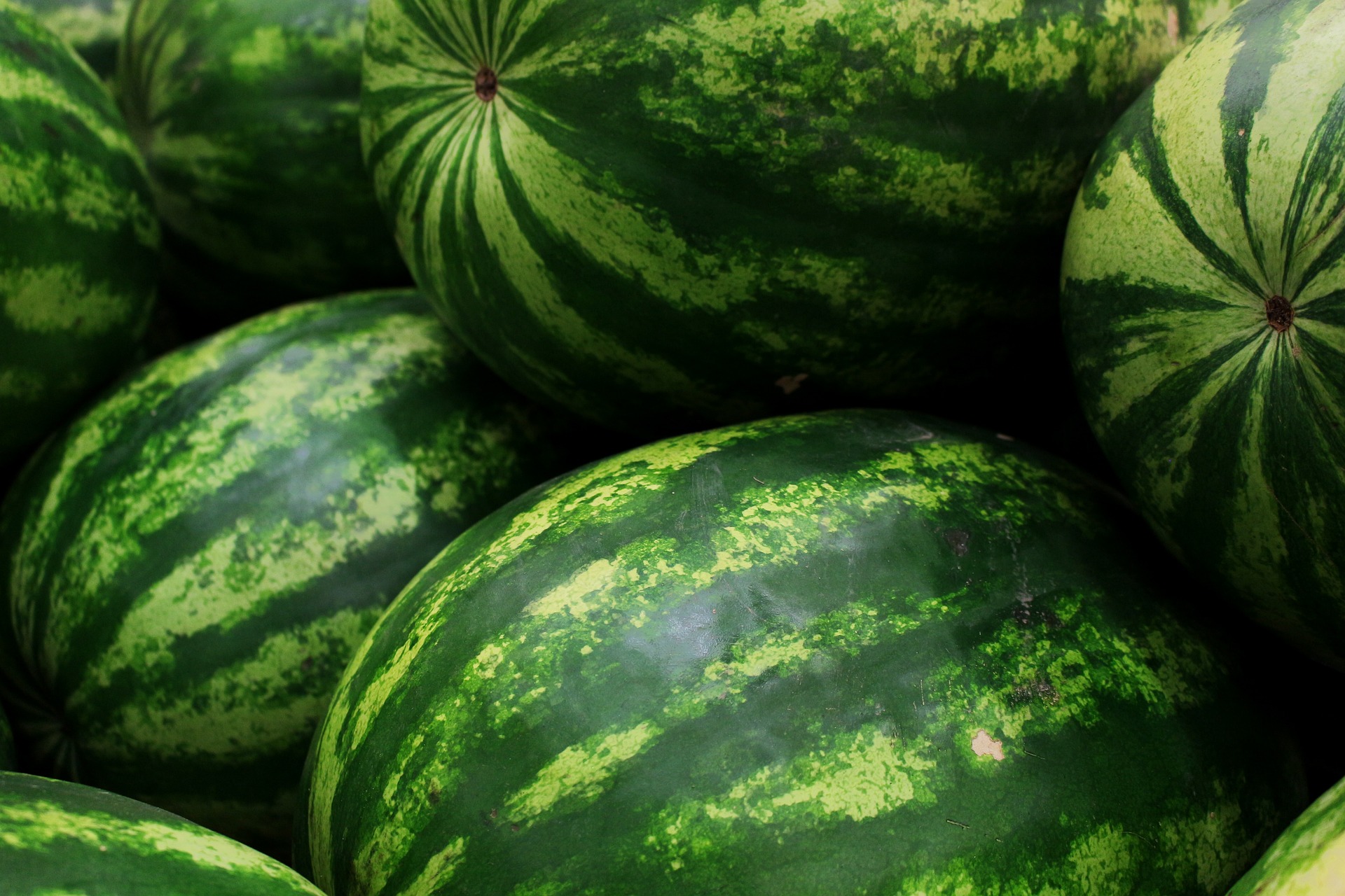 Investigación de la Universidad de O’Higgins y el Centro de Estudios Avanzados de Fruticultura generará porta injertos que beneficiará a los agricultores