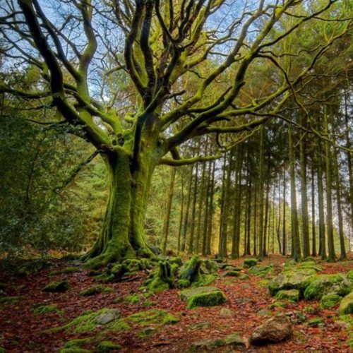 Trabajar para revertir el cambio climático es urgente y fundamental para Chile y la Región de O’Higgins