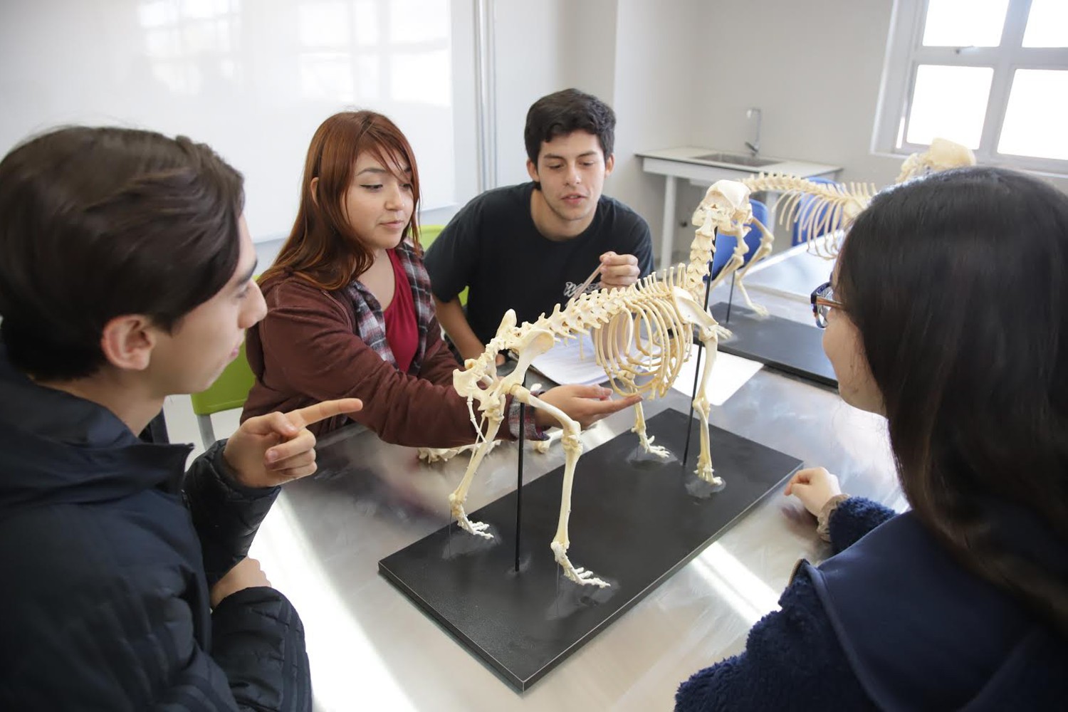 Veterinaria UOH