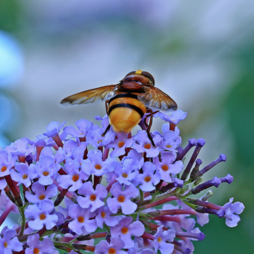 Las abejas, seres esenciales para la vida