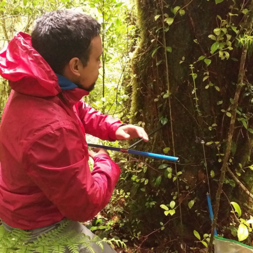Los árboles, testigos silenciosos de un clima cambiante