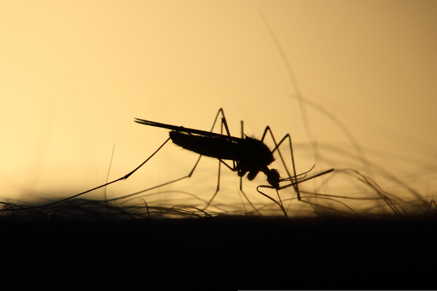 Dengue