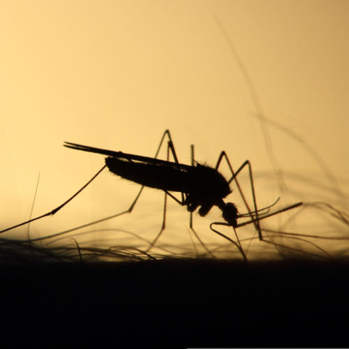 El cambio climático alienta al dengue: alerta en Chile central por mosquitos que transmiten la enfermedad