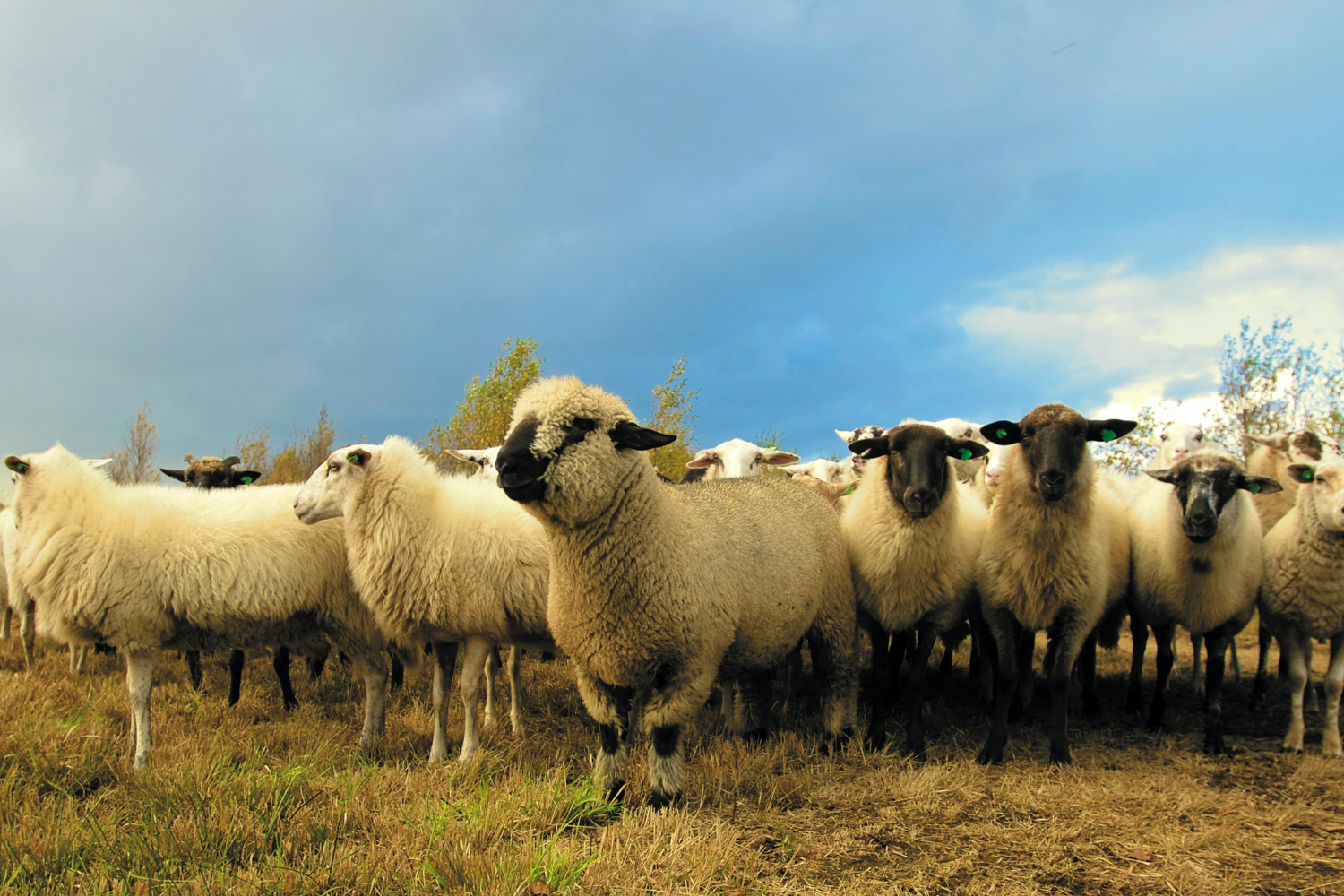 Animales de granja