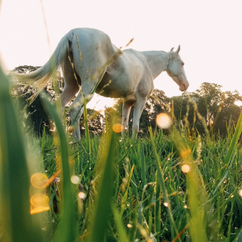 ¿Cómo cuidar a los animales de granja en invierno?