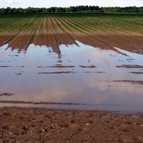 Lluvia e inundaciones: lo que dejó el frente de mal tiempo para el agro en el centro-sur de Chile