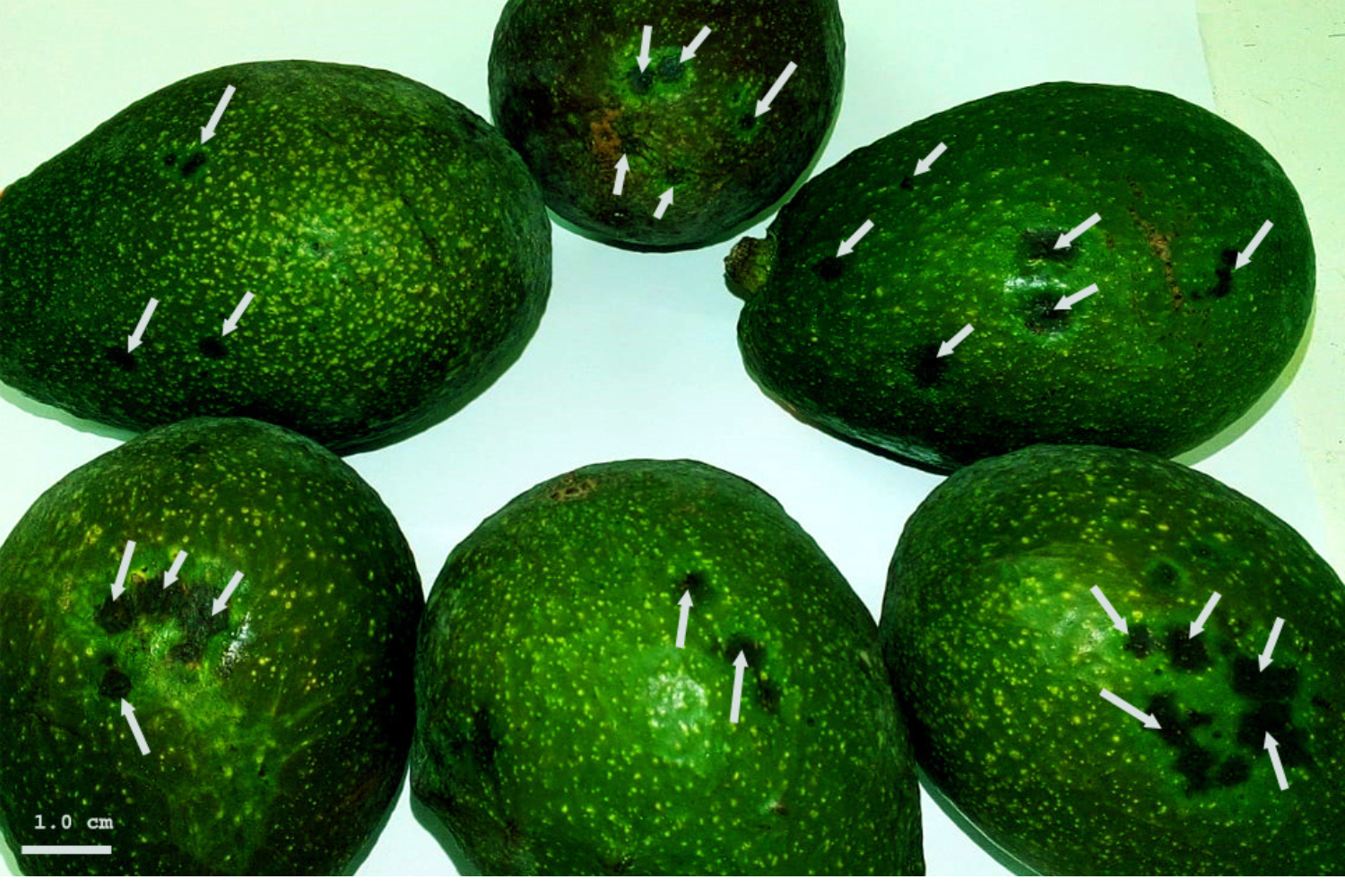 Palta Hass