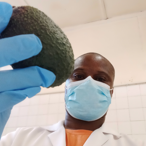 El dilema de la palta Hass: ¿Por qué presenta manchas negras después de estar almacenada durante mucho tiempo?